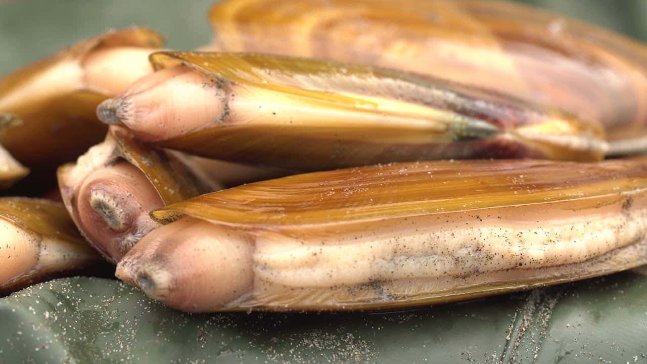 Fresh Razor Clams Closeup Wallpaper