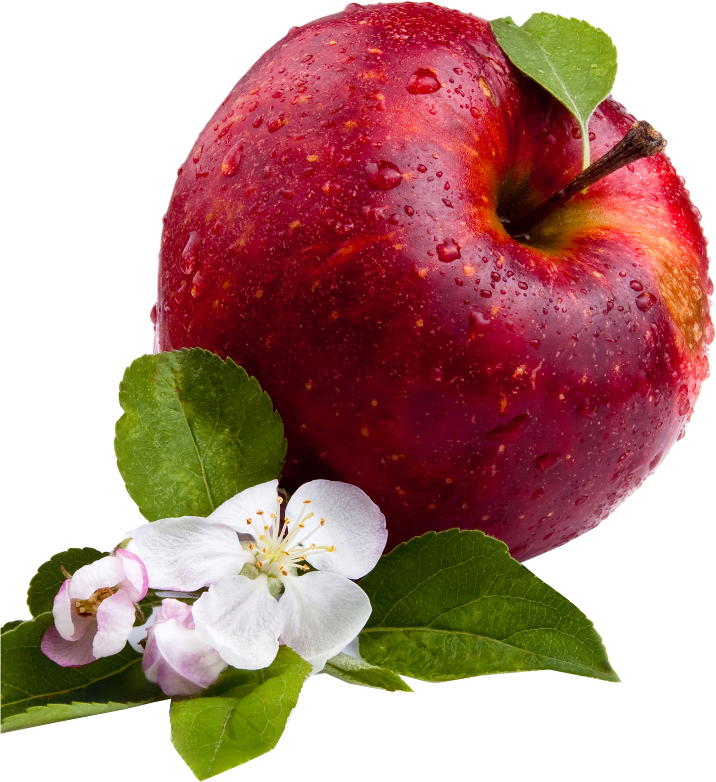 Fresh Red Apple With Blossomand Dew PNG
