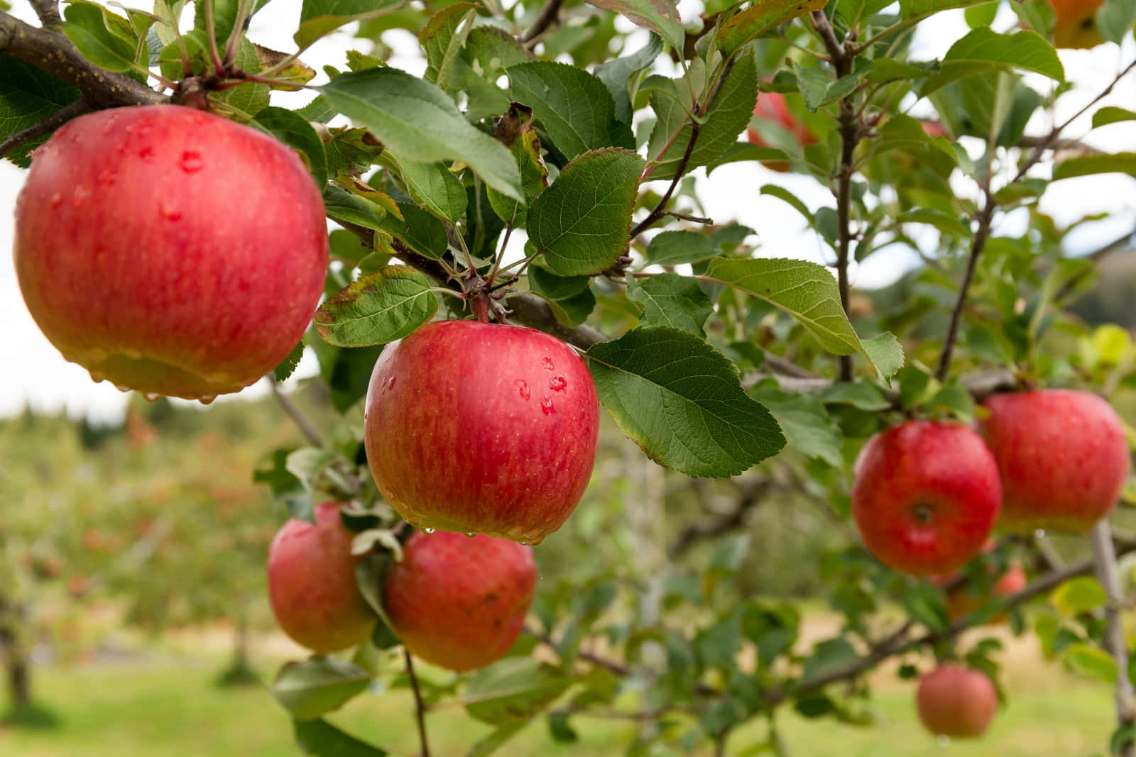 Fresh Red Apples On Tree Wallpaper