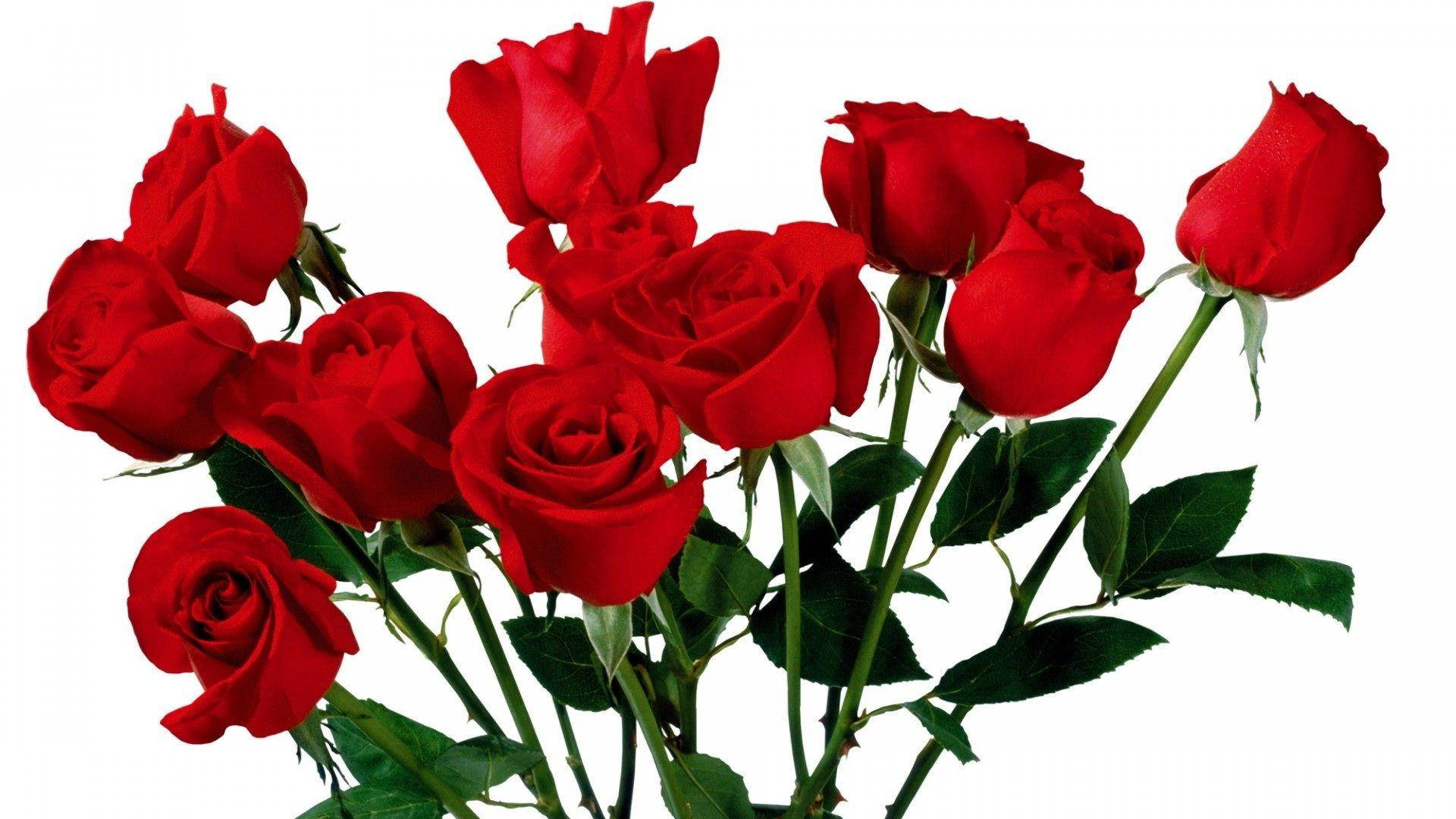 Fresh Red Beautiful Rose Hd Bundle