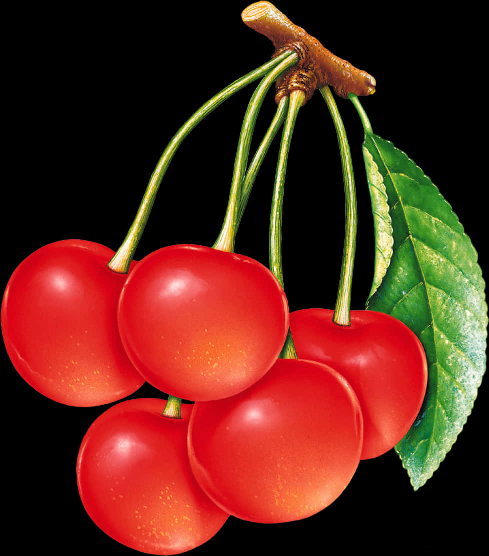 Fresh Red Cherrieswith Leaf PNG