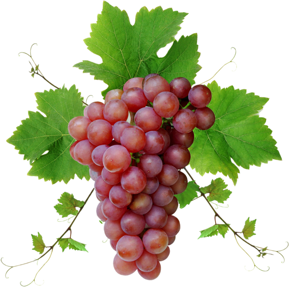 Fresh Red Grape Cluster.png PNG