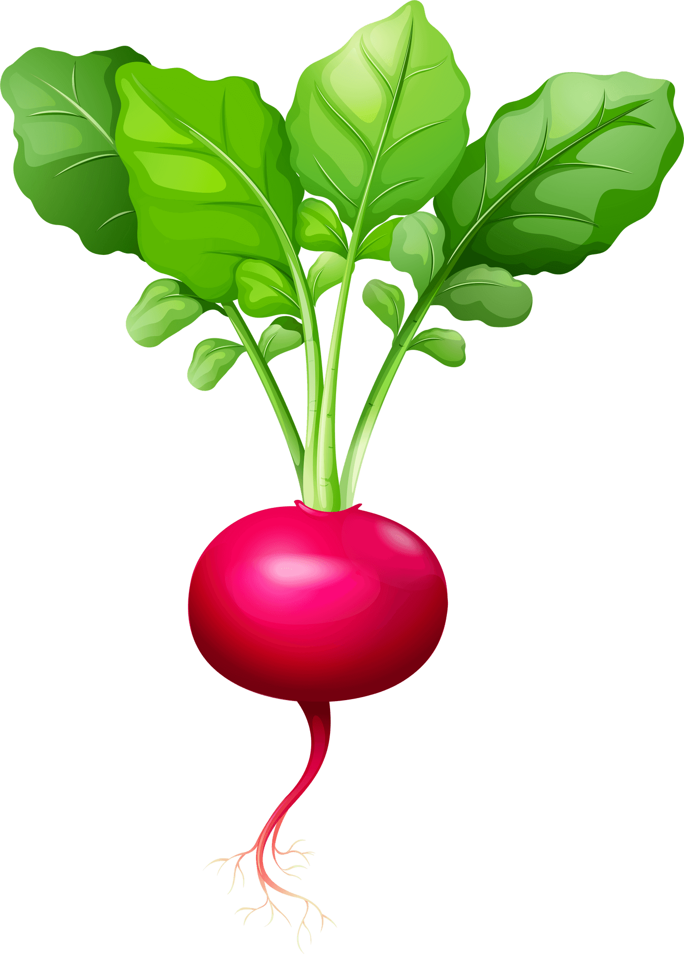 Fresh Red Radish Illustration.png PNG