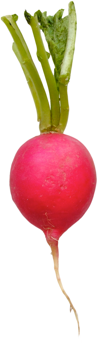 Fresh Red Radish Isolated.png PNG