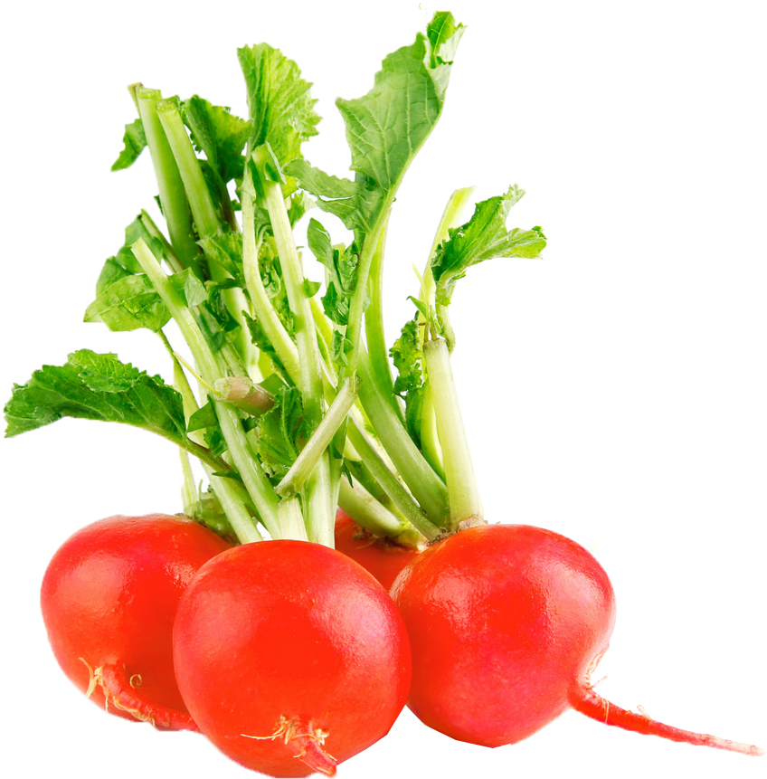 Fresh Red Radishes PNG