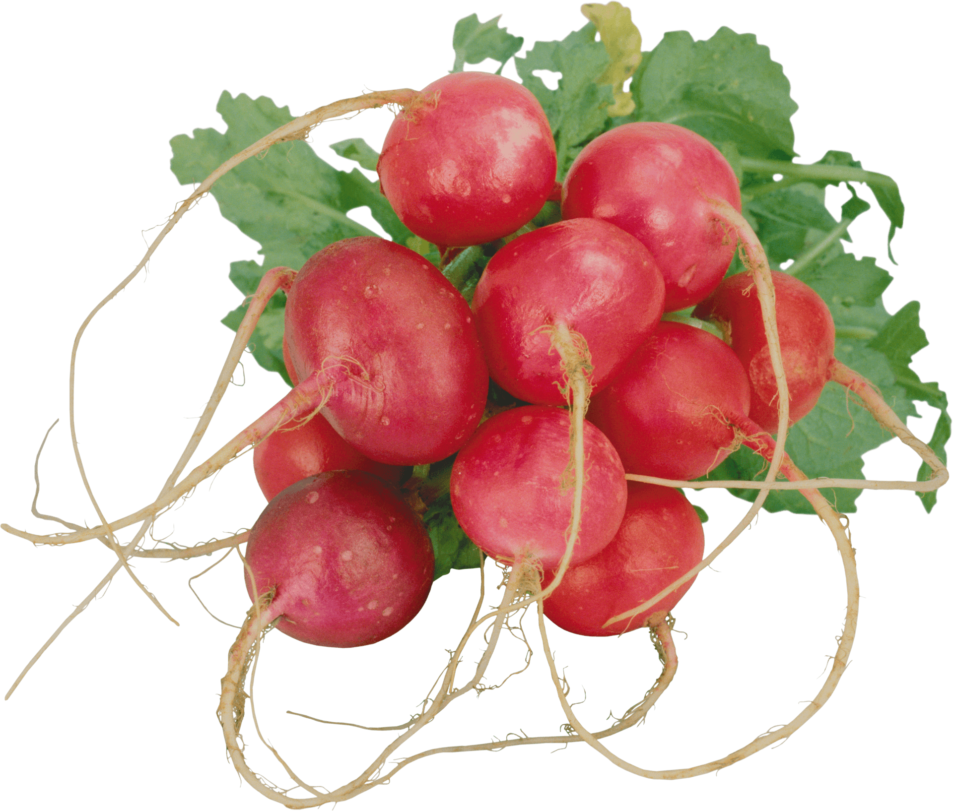 Fresh Red Radishes Bunch PNG