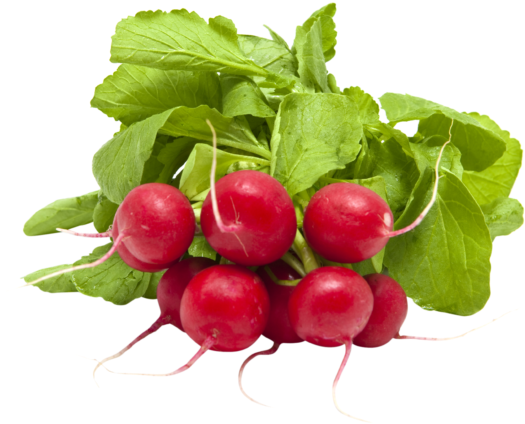 Fresh Red Radishes Bunch.png PNG