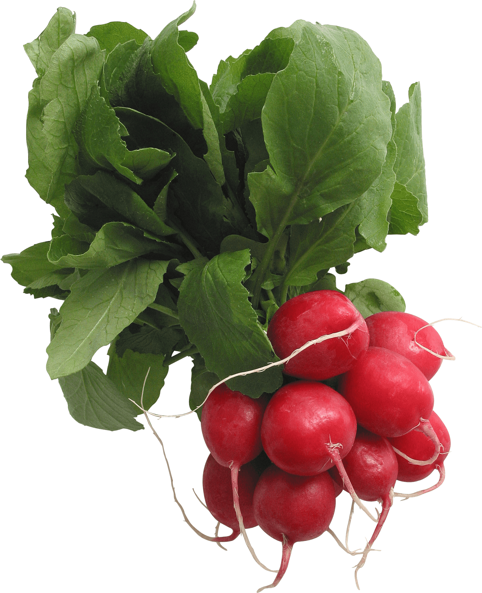 Fresh Red Radishes Bunch.png PNG