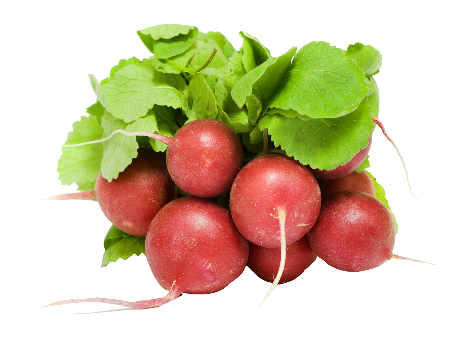 Fresh Red Radishes Bunch PNG