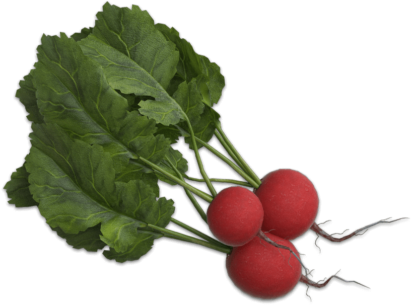 Fresh Red Radisheswith Greens.png PNG