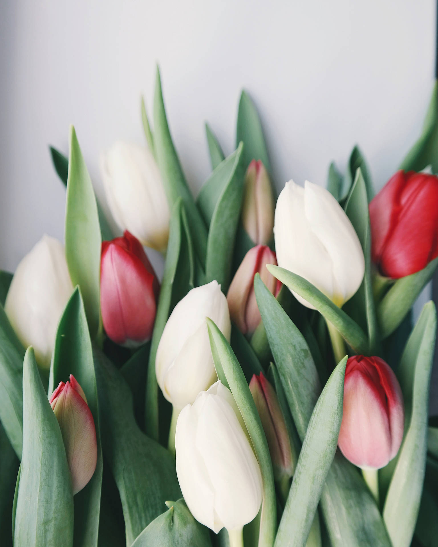 Friske røde hvide blomster Tulipaner mønstre Forår HD tapet Wallpaper