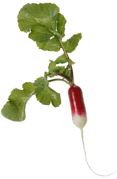 Fresh Red White Radishwith Leaves.png PNG