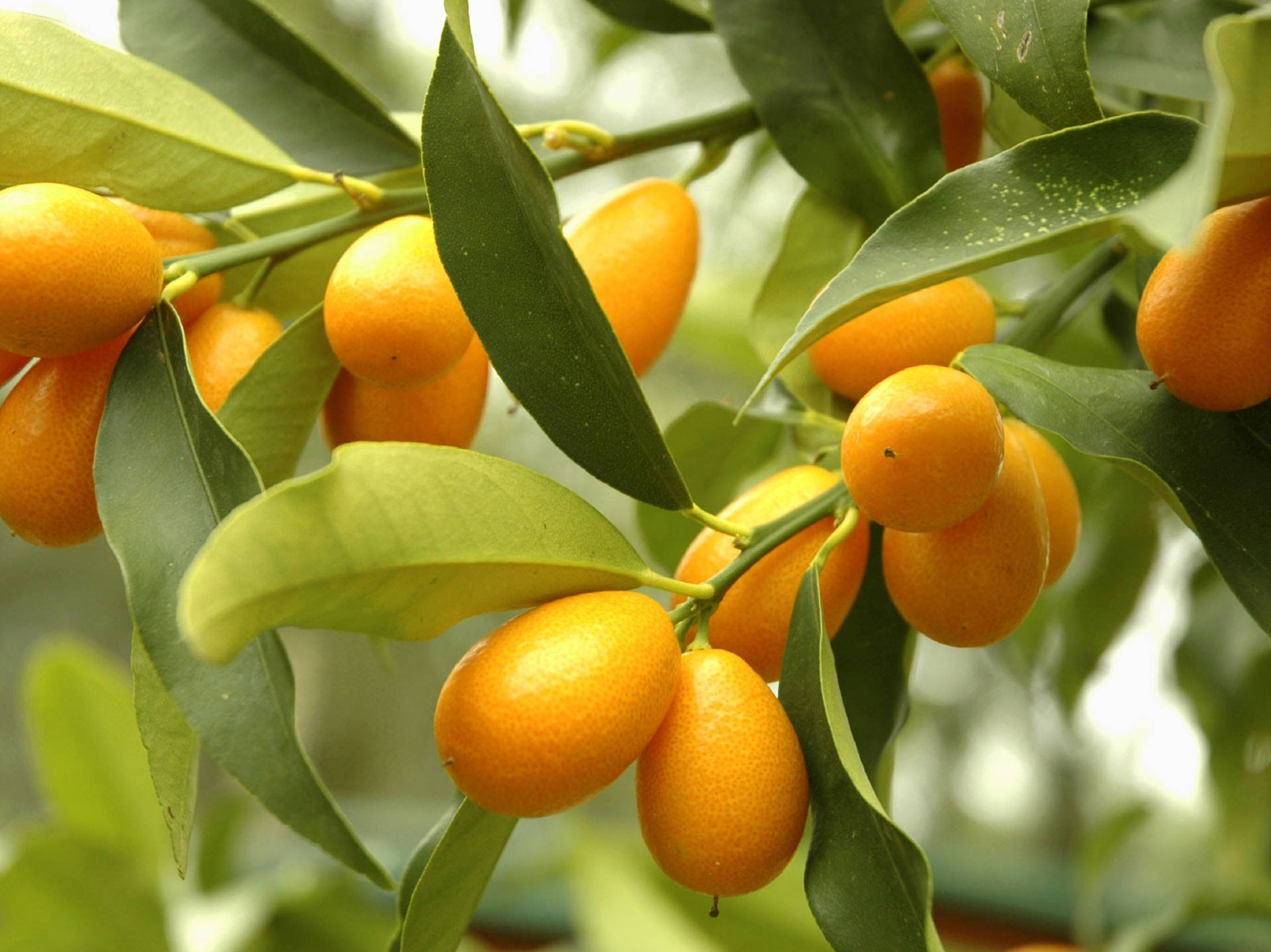 Färskamogna Kumquatfrukter På Trädet. Wallpaper