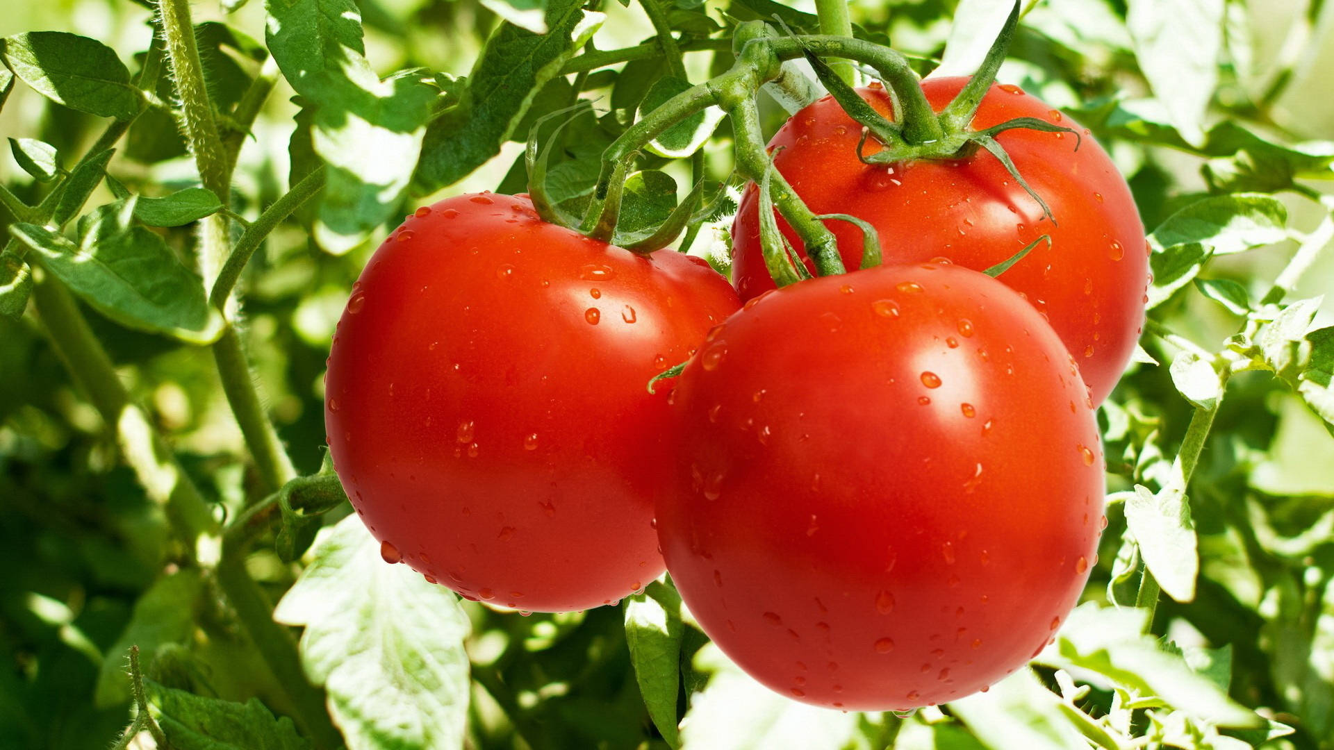 Fresh Ripe Tomato Fruits On Tree Wallpaper