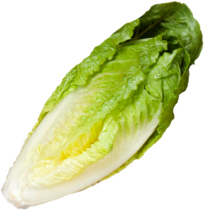 Fresh Romaine Lettuce Isolated PNG