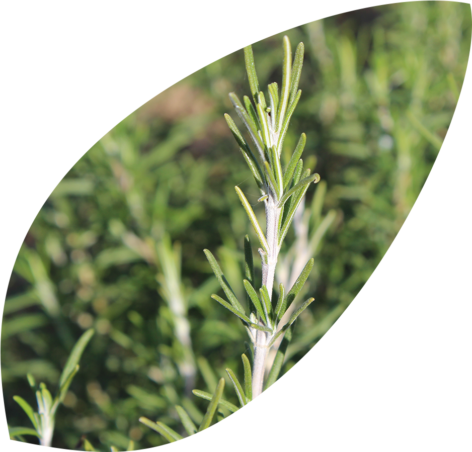 Fresh Rosemary Sprig Garden Background PNG