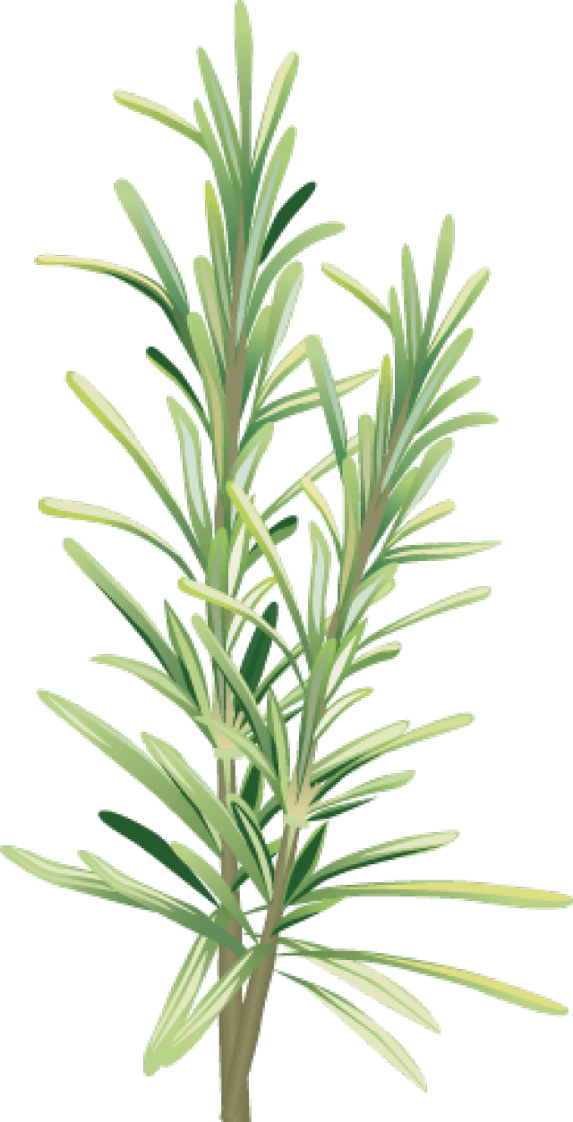 Fresh Rosemary Sprig Illustration PNG