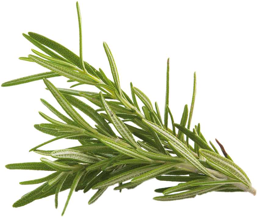 Fresh Rosemary Sprig.png PNG