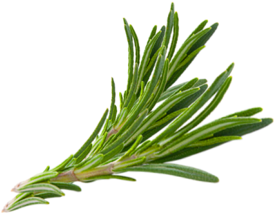 Fresh Rosemary Sprig.png PNG