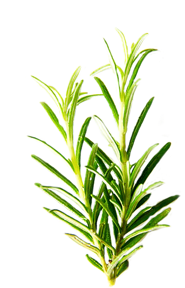 Fresh Rosemary Sprigs Green Background PNG