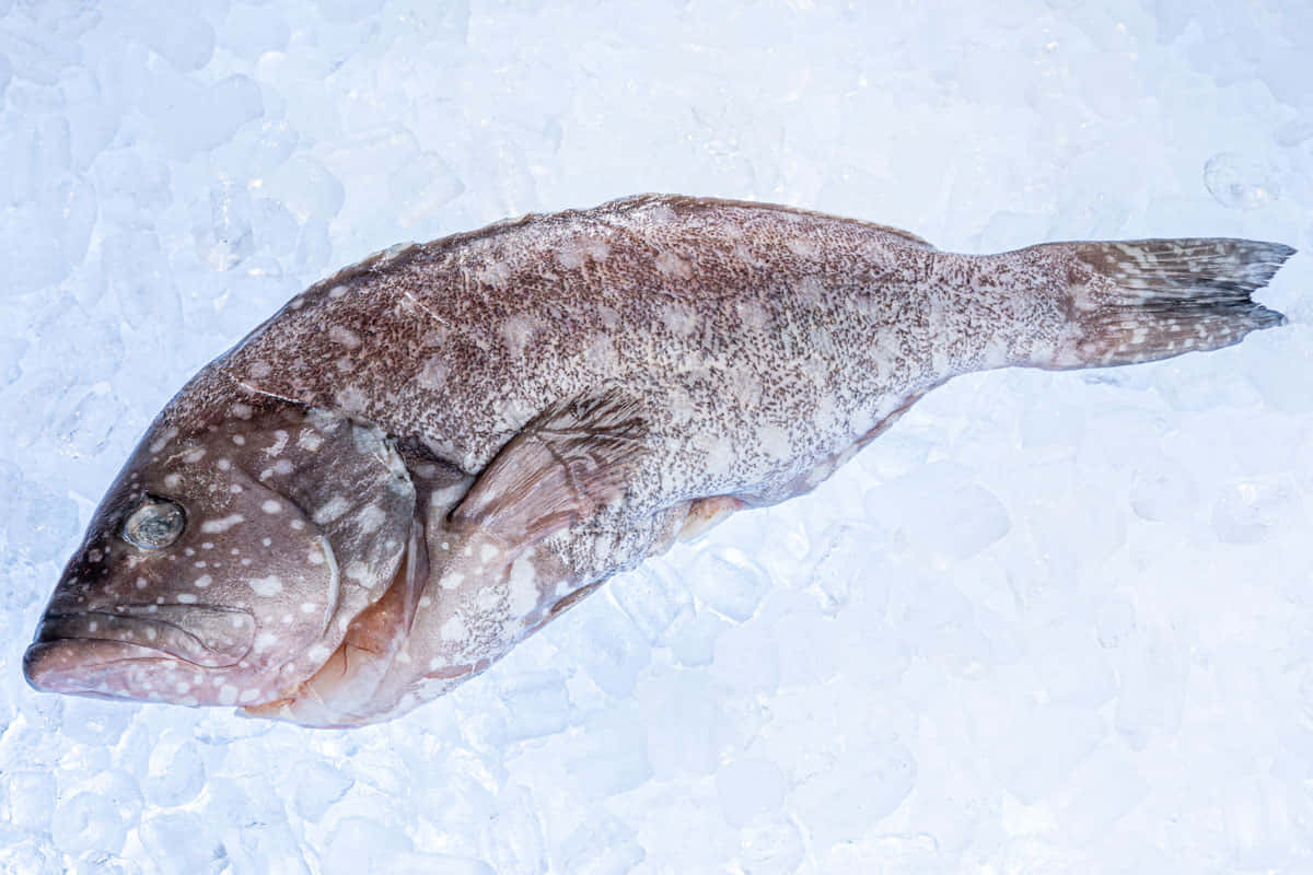 Fresh Sablefish On Ice.jpg Wallpaper