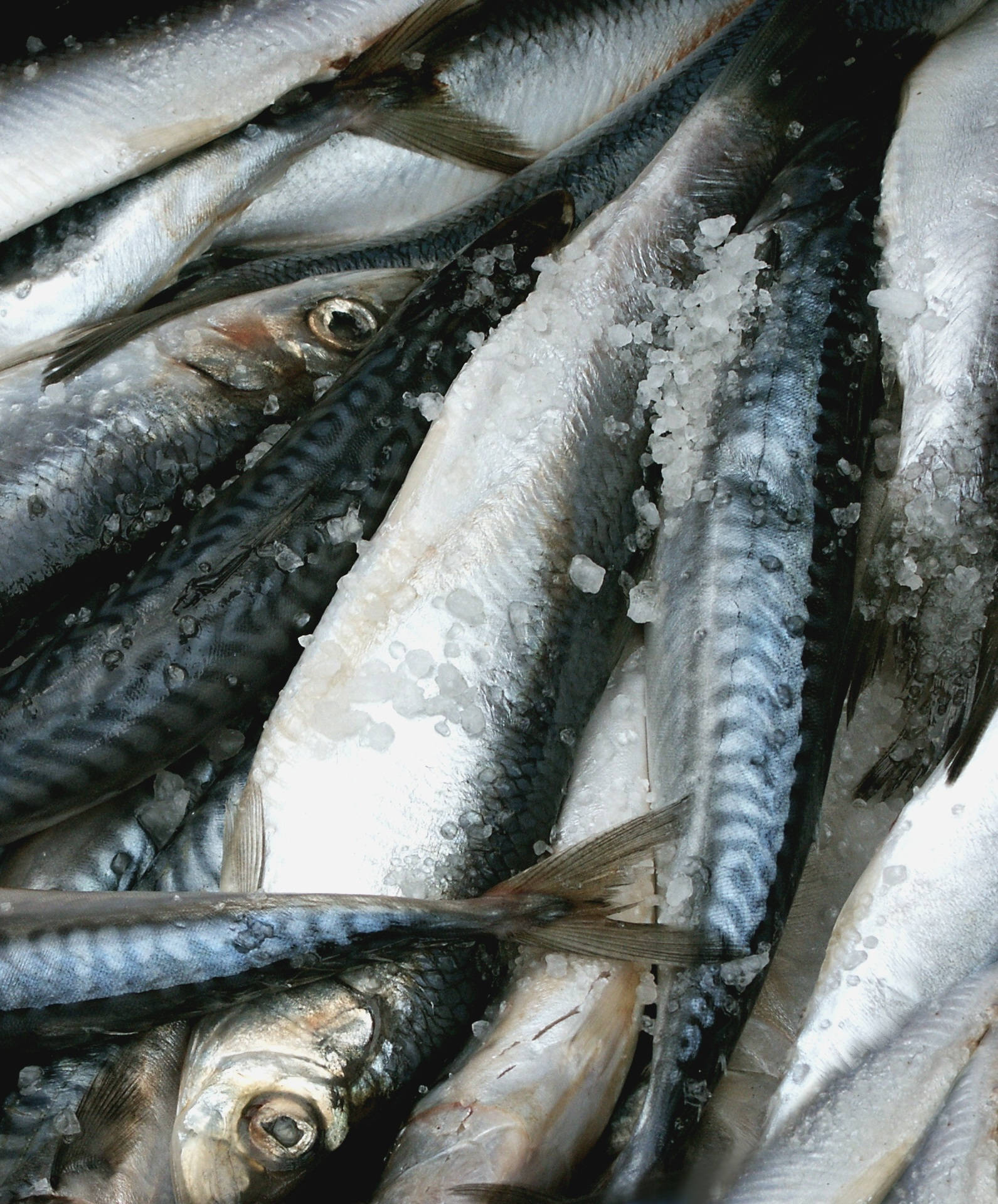 Freshsalted Herrings In Italian Could Be Translated As 