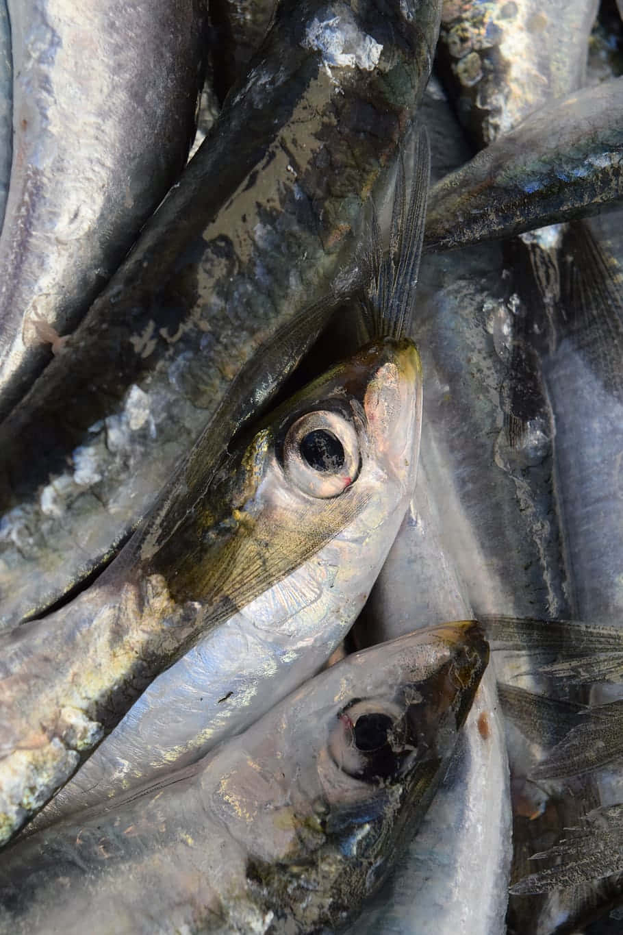 Fresh Sardines Closeup Wallpaper