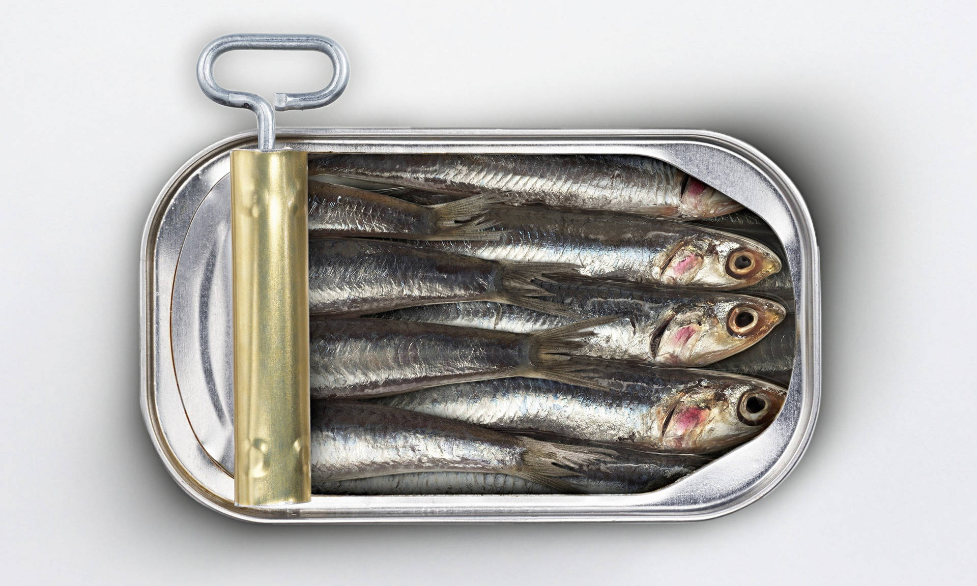 Friske sardiner i en dåse med farverige havbundsmotiver Wallpaper