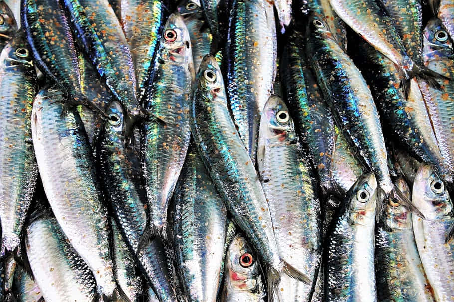 Fresh Sardines Market Display Wallpaper