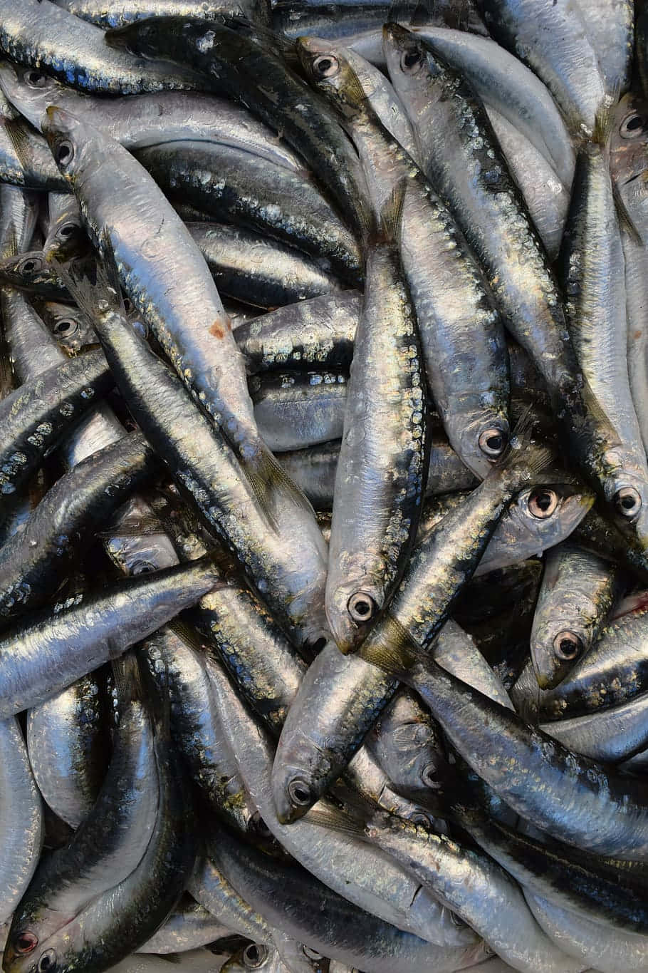 Fresh Sardines Seafood Texture Wallpaper