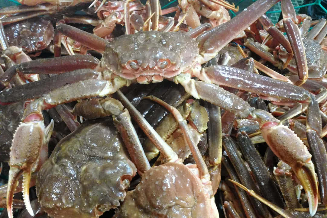 Fresh Seafood Market Crabs Wallpaper