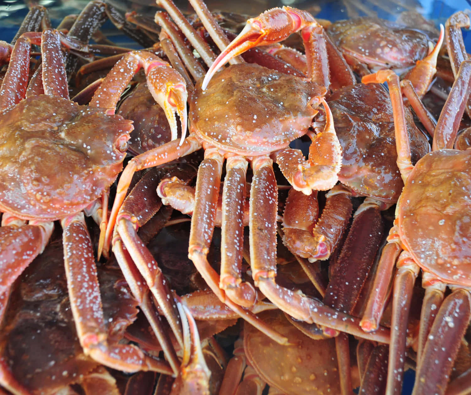 Fresh Seafood Market Crabs Wallpaper