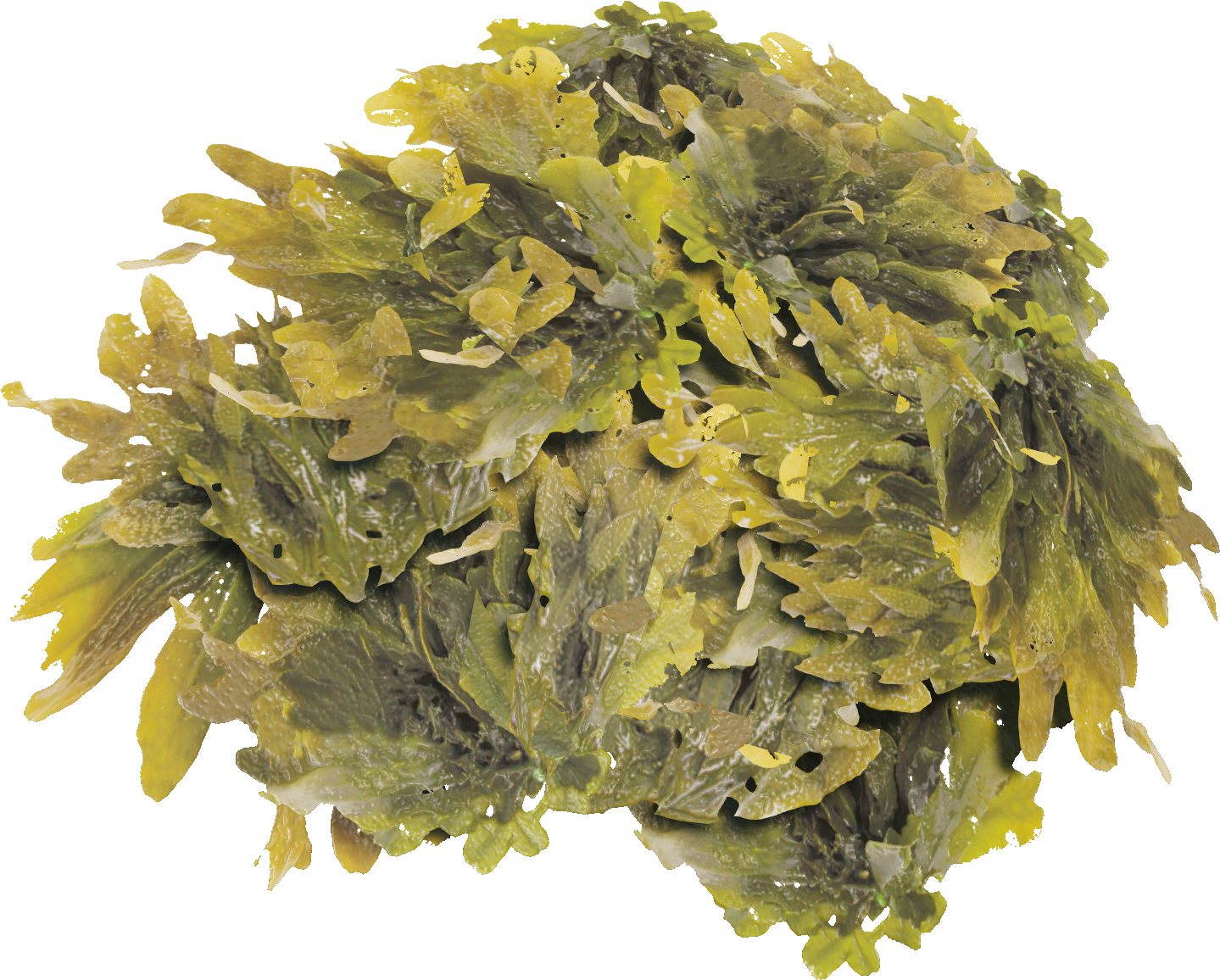 Fresh Seaweed Cluster.png PNG