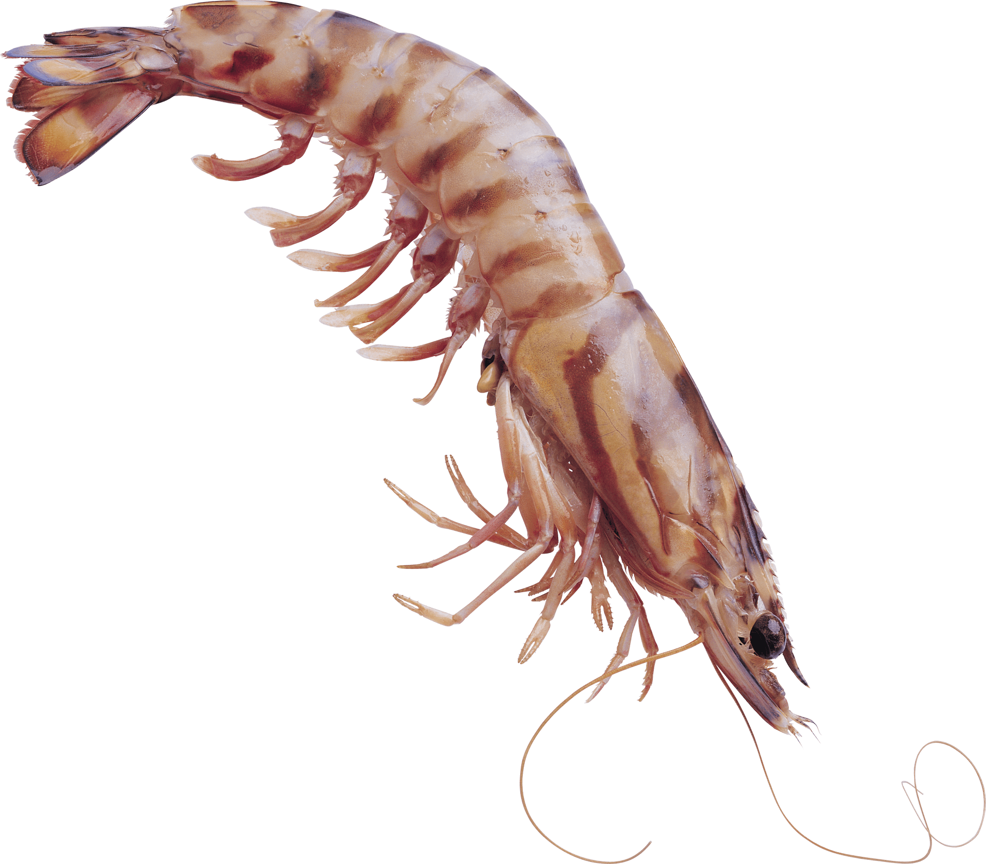 Fresh Shrimp Isolatedon Transparent Background PNG