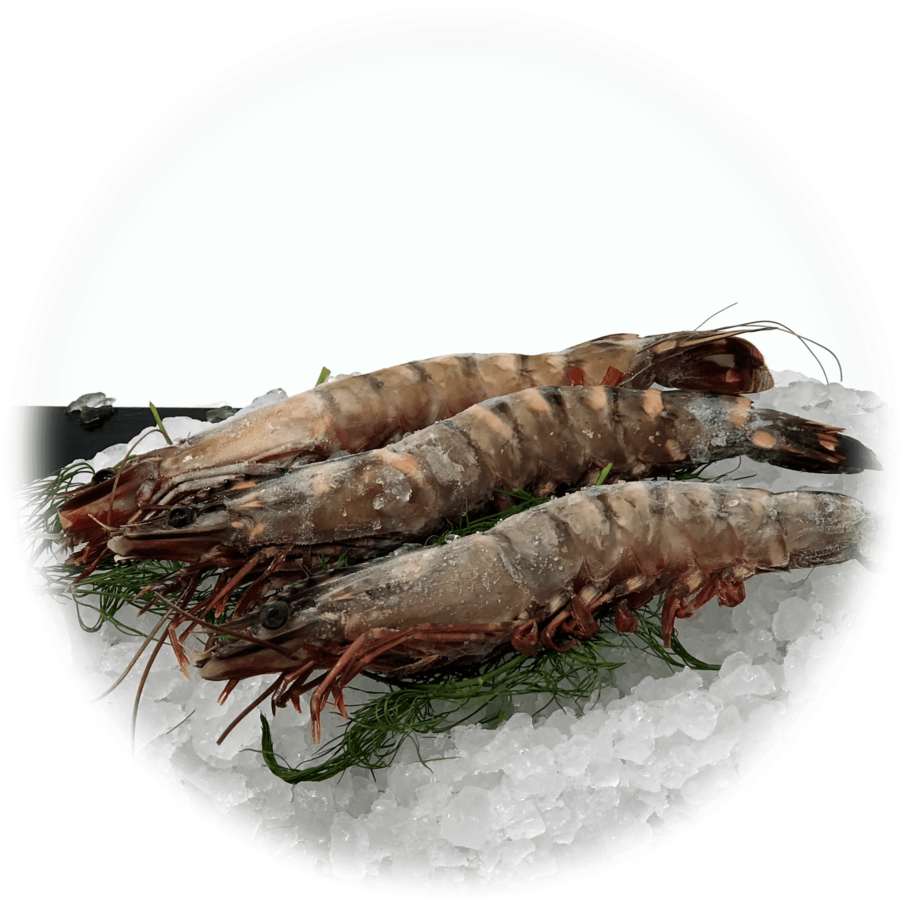 Fresh Shrimpon Ice PNG