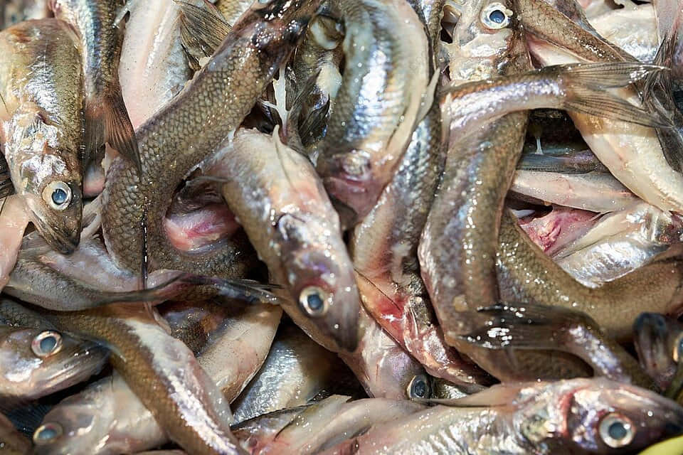 Fresh Smelt Fish Catch Wallpaper