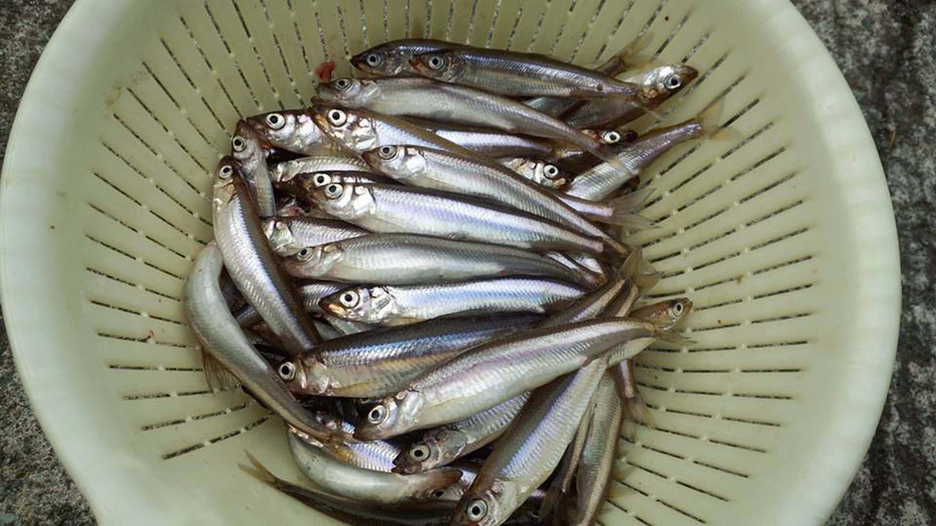 Fresh Smelt Fish In Drainer Basket Wallpaper
