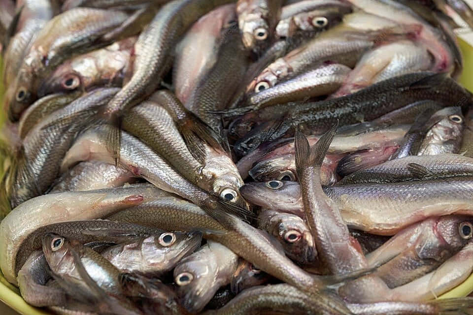 Tumpukan Ikan Smelt Segar Wallpaper