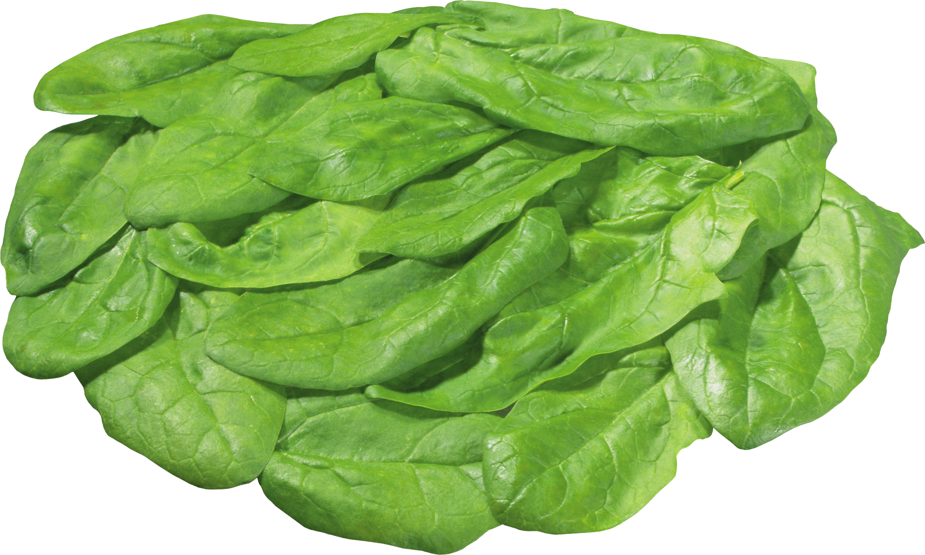 Fresh Spinach Leaves Isolated PNG
