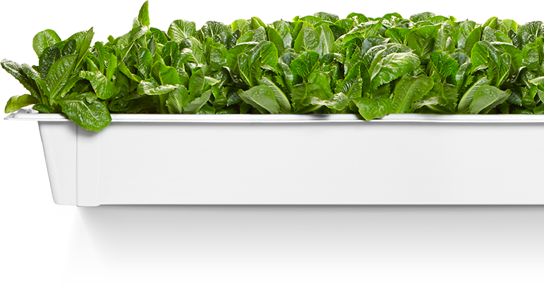 Download Fresh Spinach Leavesin Planter | Wallpapers.com