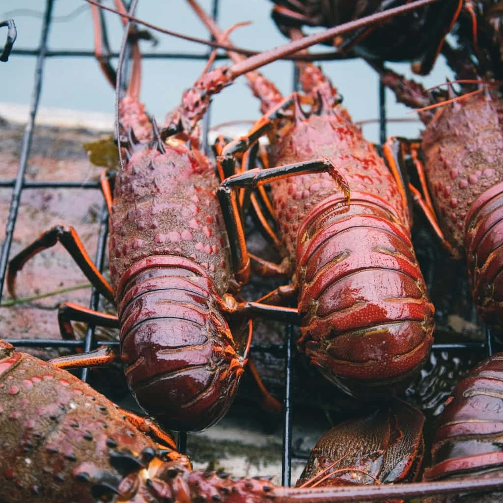 Fresh Spiny Lobsters Caught Wallpaper