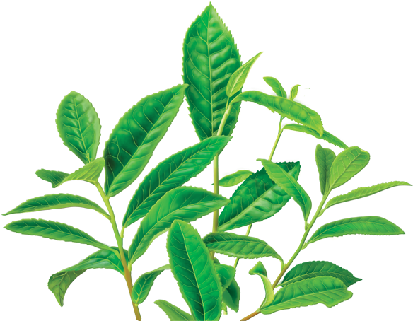 Fresh Tea Leaves Branch PNG