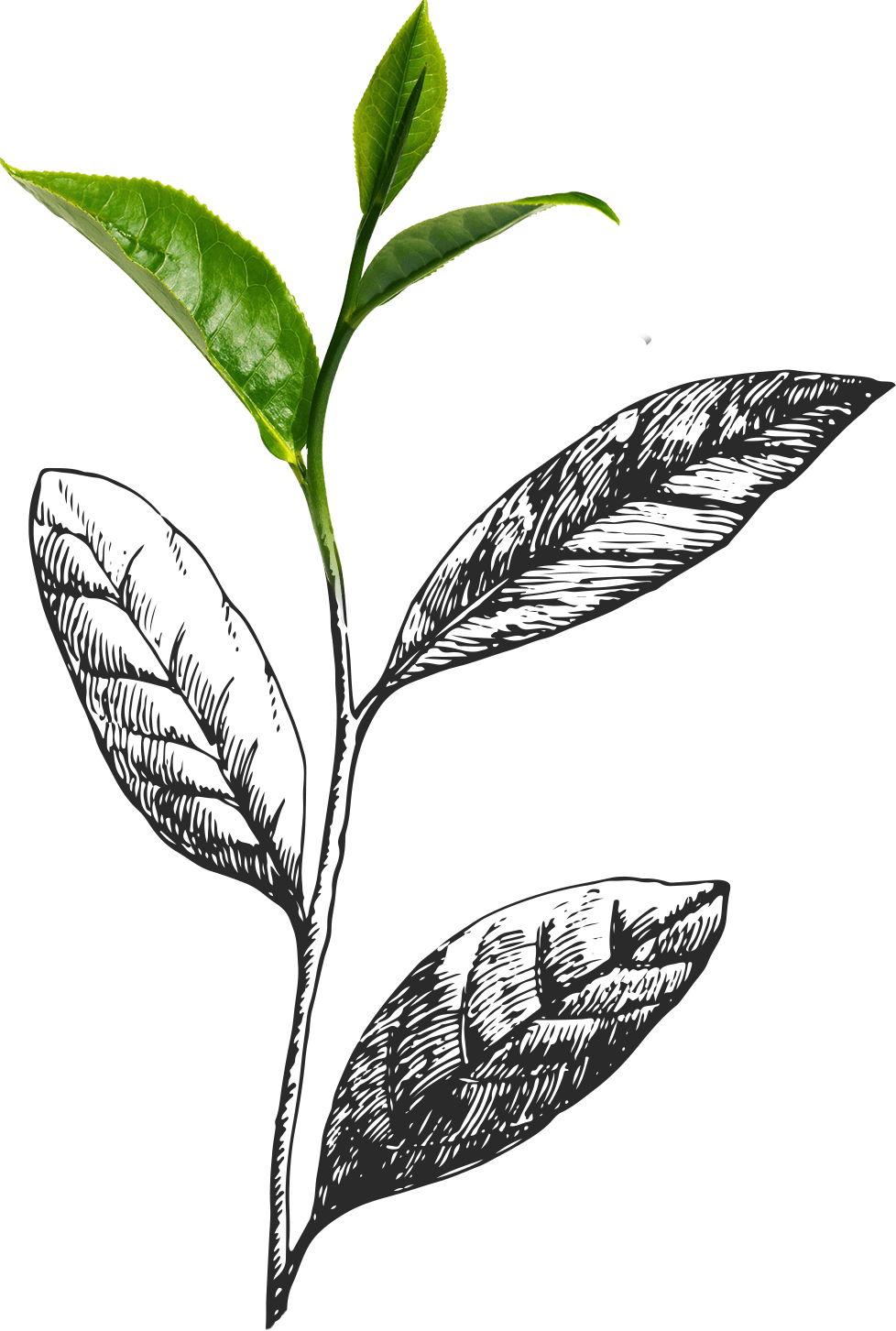Fresh Tea Leaves Illustration PNG