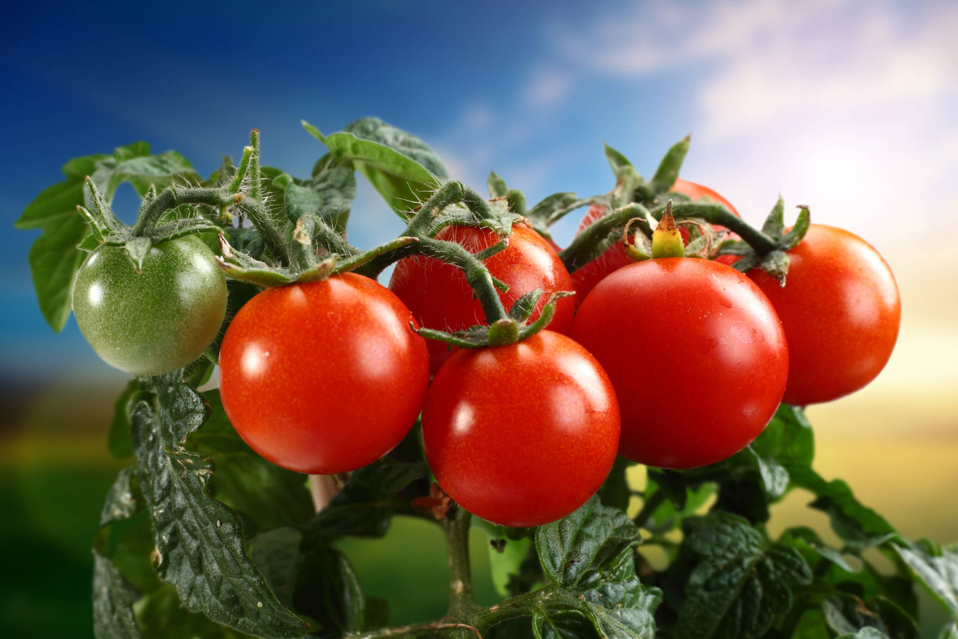 Frutasfrescas De Tomate En La Granja. Fondo de pantalla