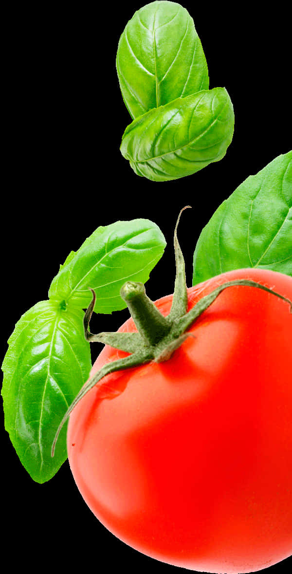 Fresh Tomatoand Basil Leaveson Black Background.jpg PNG