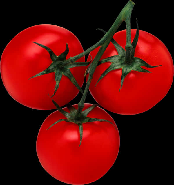 Fresh Tomatoes On Vine Black Background PNG