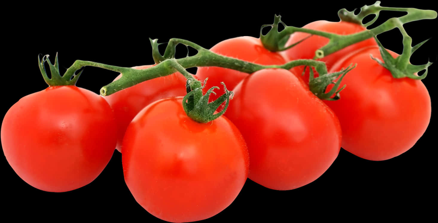 Fresh Tomatoeson Vine Black Background PNG