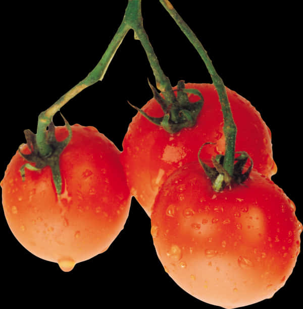 Fresh Tomatoeson Vine PNG