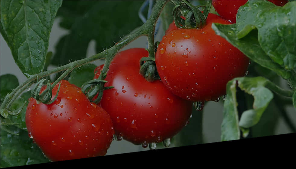 Fresh Tomatoeson Vinewith Water Droplets PNG
