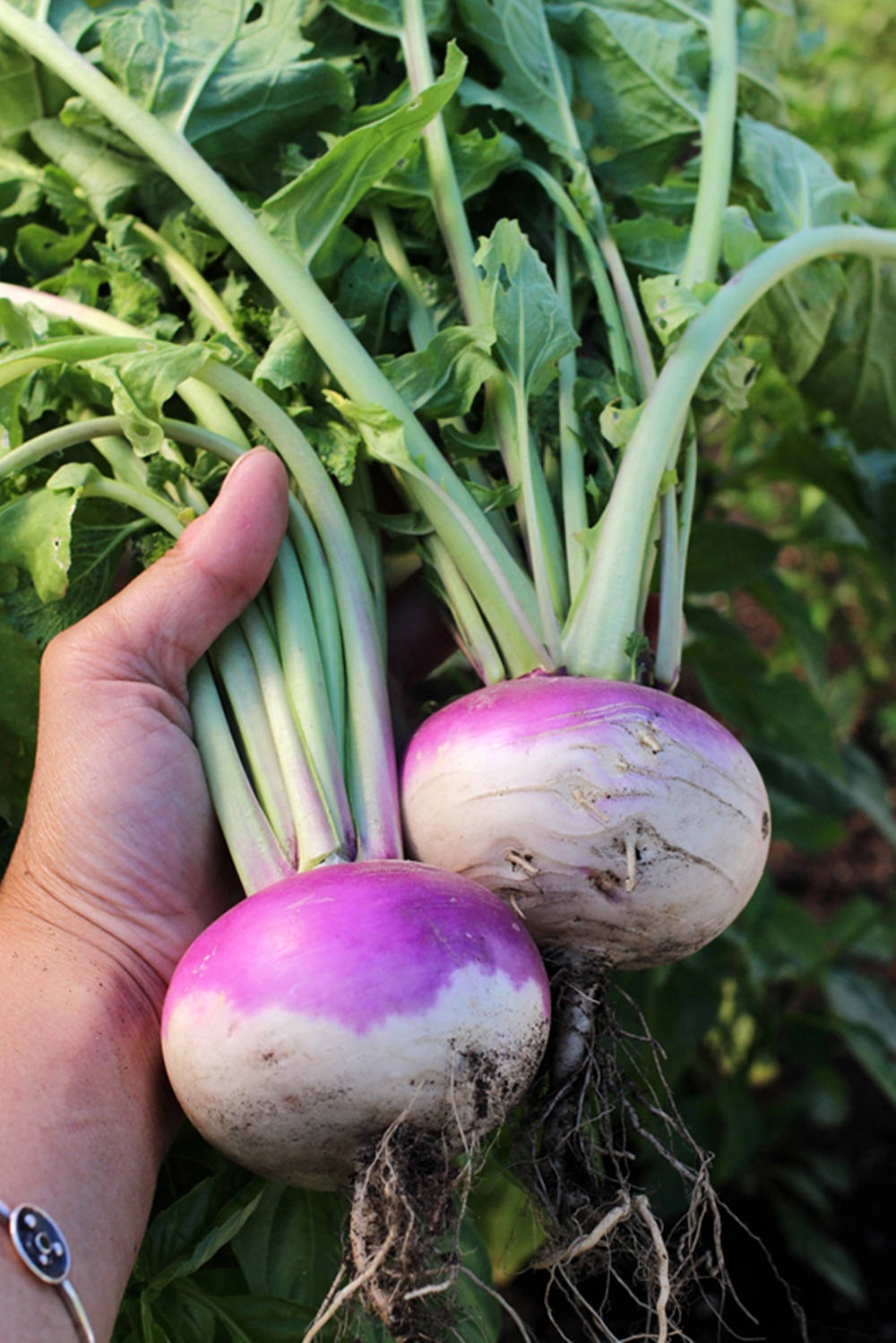 Fresh Turnip Vegetables Wallpaper